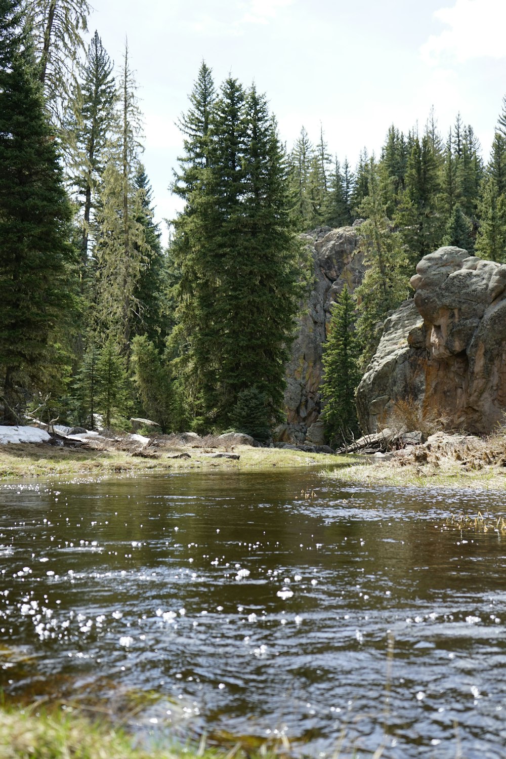 a river running through a forest filled with lots of trees