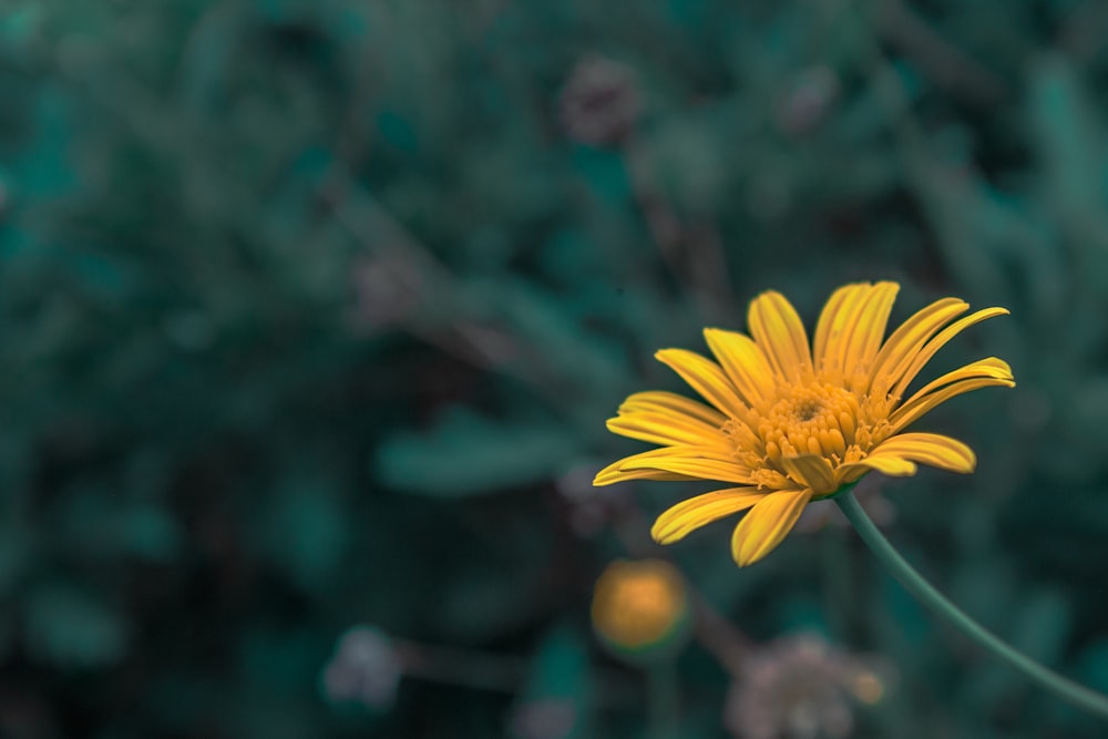 a yellow flower with a blurry background