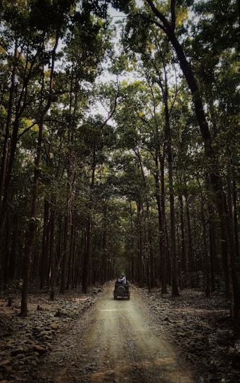 A jeep safari winding through dense Corbett forest with sunlight filtering through tall trees.