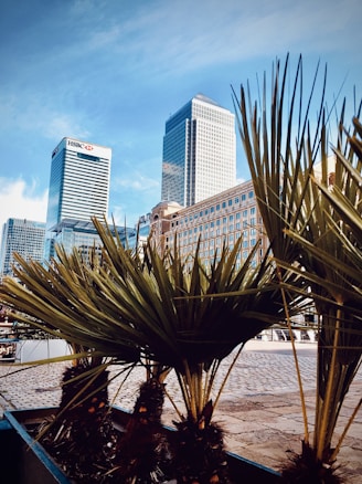 Tall skyscrapers loom over the scene with distinctive architectural designs, one featuring the HSBC logo. In the foreground, lush green palm plants provide a contrast to the urban backdrop. The sky is clear and bright, adding a sense of openness to the picture.