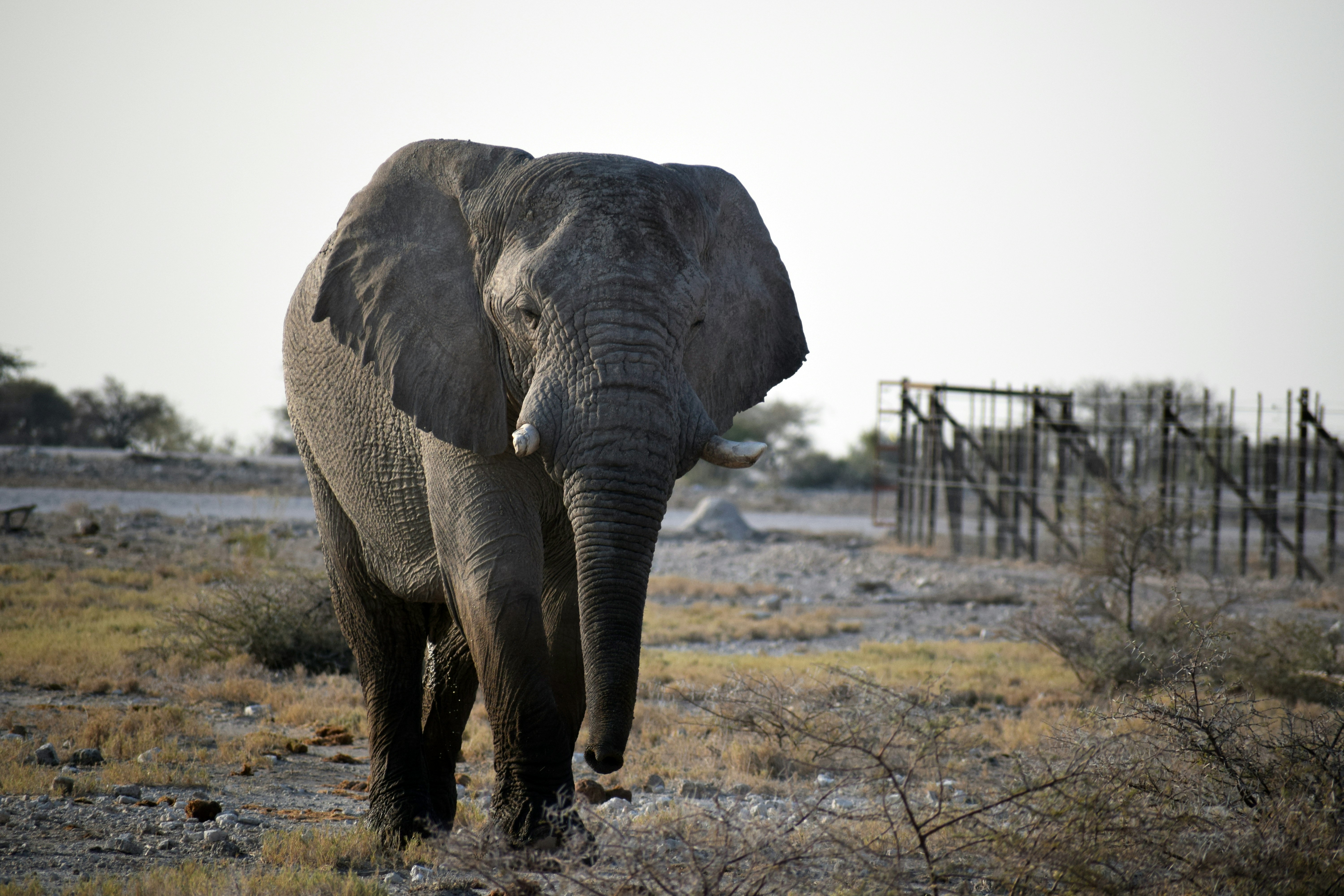 an elephant standing in a dry grass field