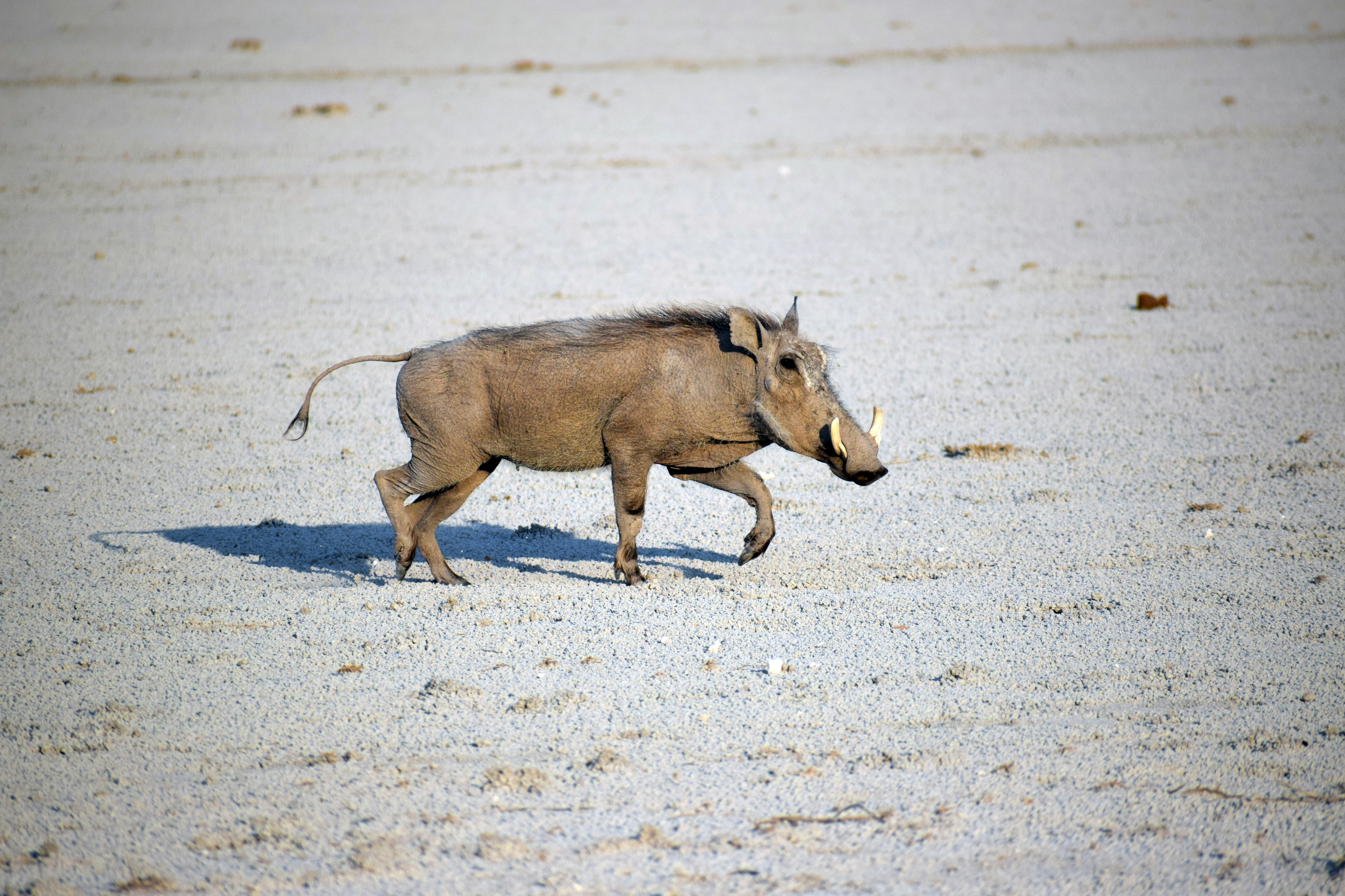 イボイノシシが水の中を走ります。の写真 – Unsplashの動物の無料画像, image size:3000x2000
