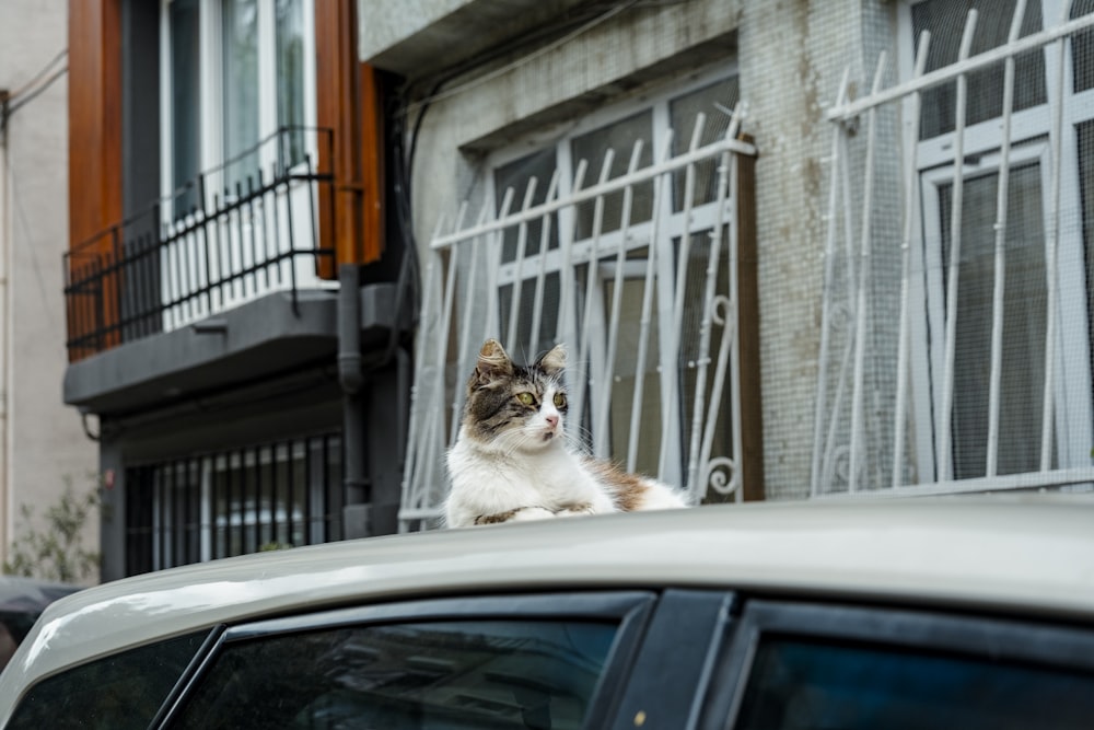 a cat sitting on the roof of a car