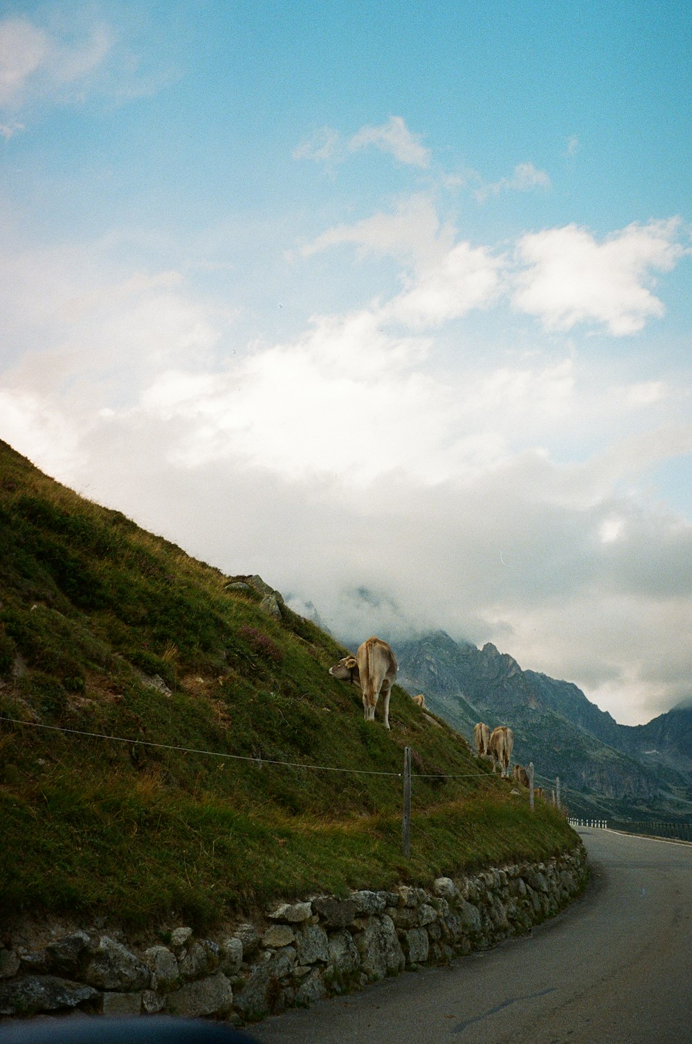 a herd of cattle grazing on a lush green hillside