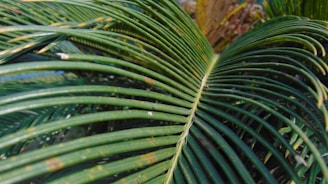 A close-up view of a palm leaf with long, narrow fronds radiating out from the central stem. The leaf shows various shades of green with small brown spots, indicating some aging or environmental effects.