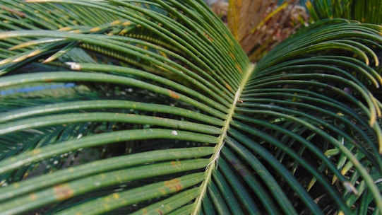 A close-up view of a palm leaf with long, narrow fronds radiating out from the central stem. The leaf shows various shades of green with small brown spots, indicating some aging or environmental effects.