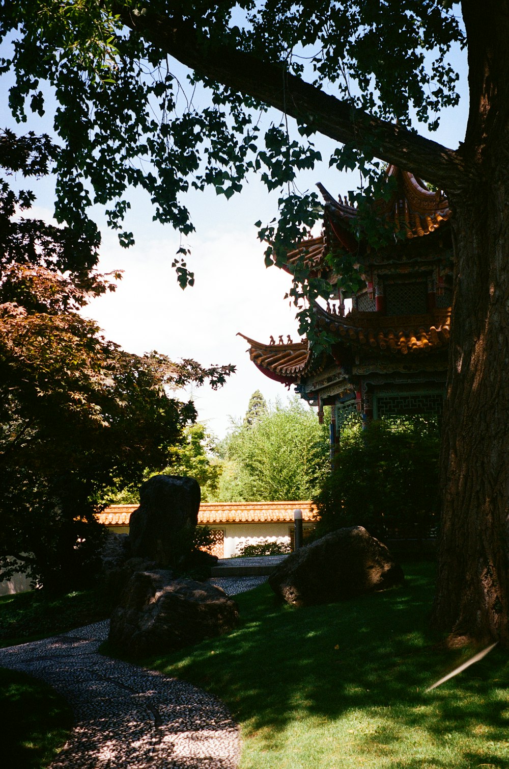 a large tree in the middle of a park