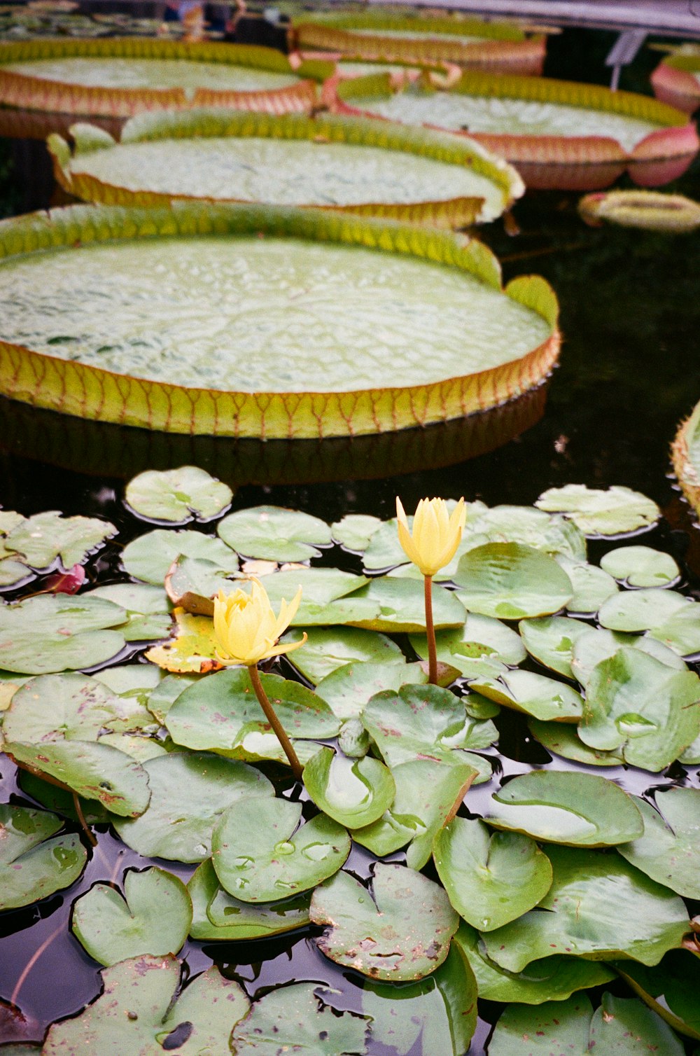 a pond filled with lots of water lilies