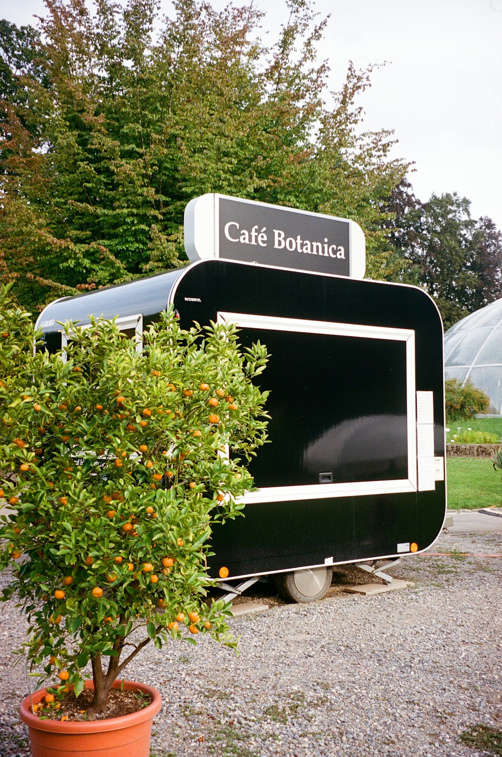 a potted plant next to a sign for cafe bolancia