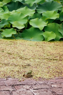 A cheerful frog wearing a tiny backpack, sitting on a lily pad with a map and camera nearby.