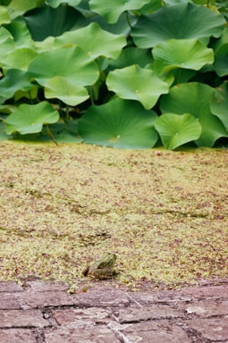 A cheerful frog wearing a tiny backpack, sitting on a lily pad with a map and camera nearby.