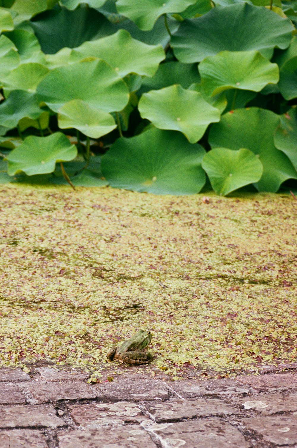 a bird sitting on the ground in front of a bunch of leaves