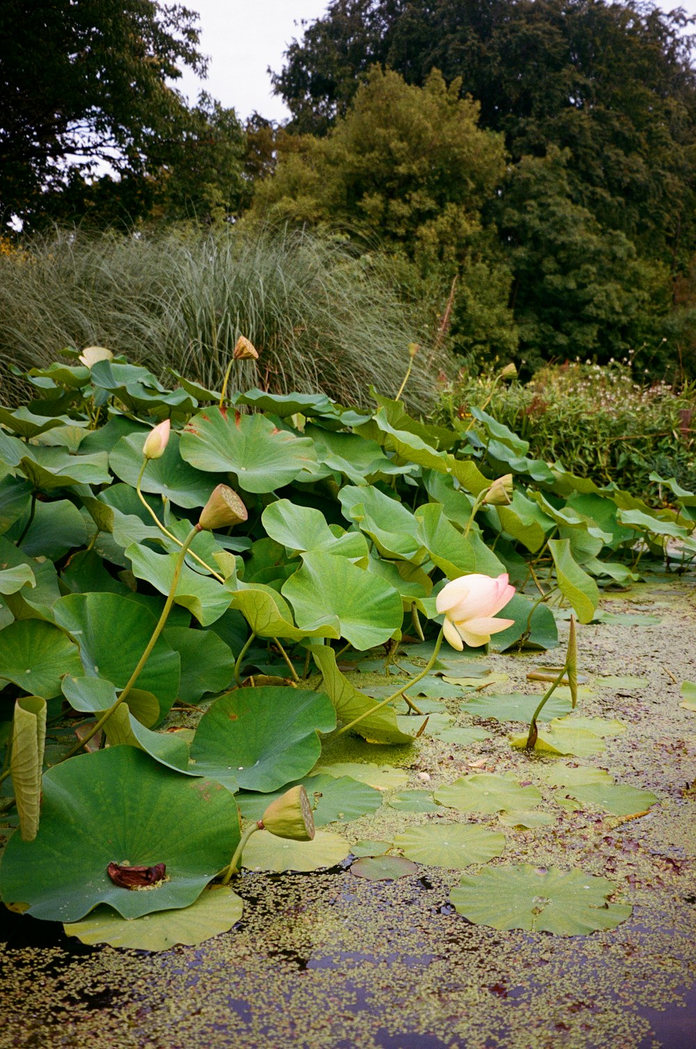 a pond filled with lots of water lilies