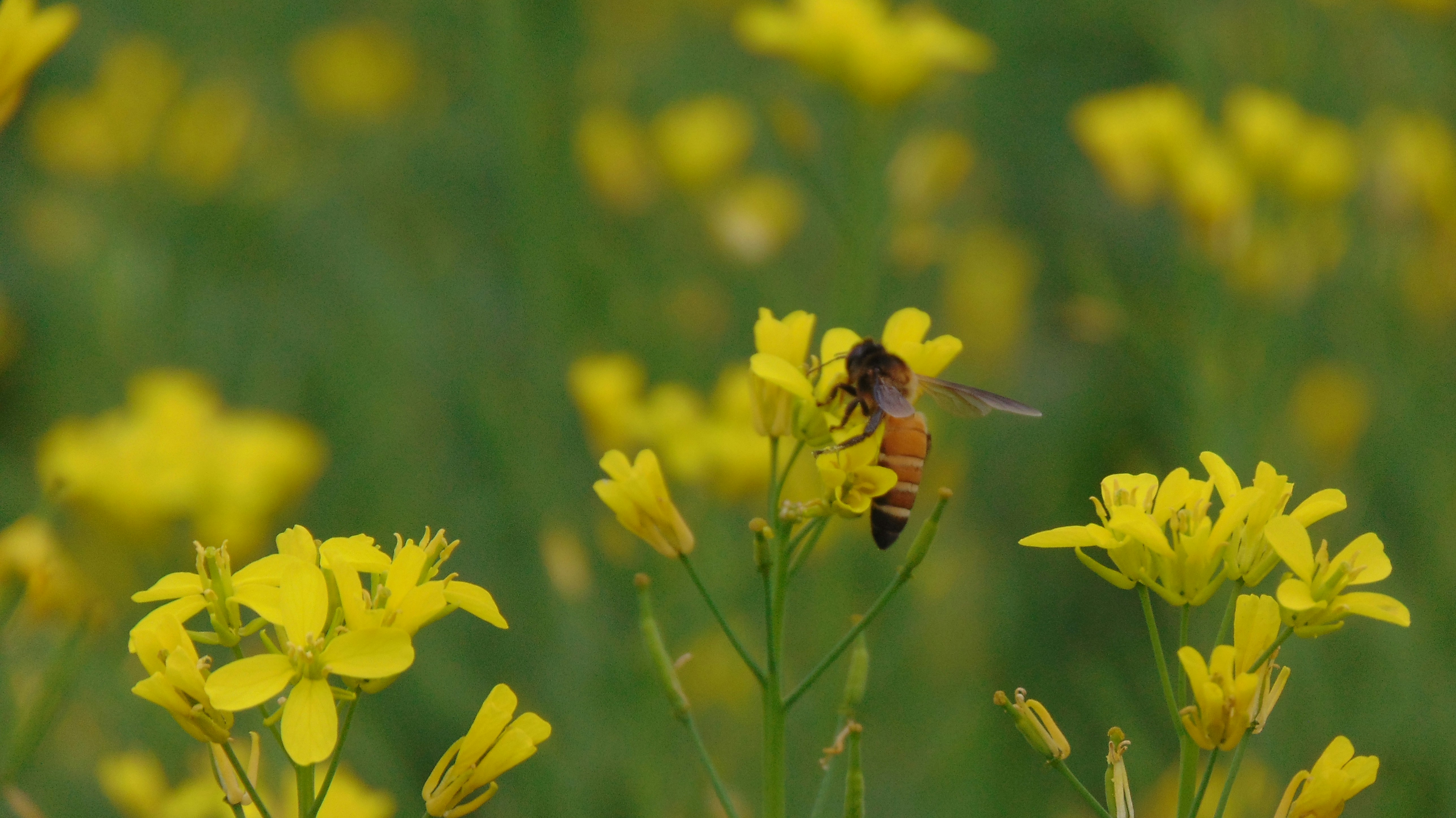 Photo by masumbinzafar