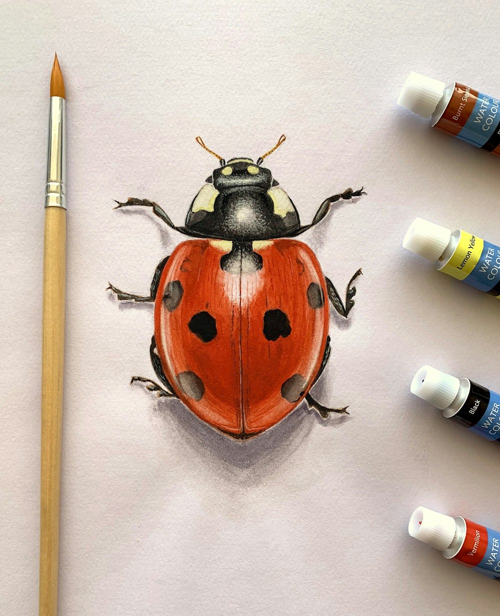 a drawing of a ladybug on a piece of paper