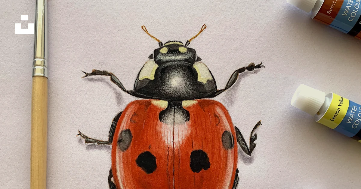 Shutterbug Drawing A drawing of a ladybug on a piece of paper photo – Free Art Image on ...