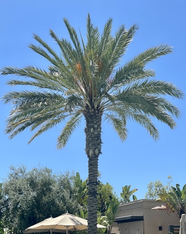 A tall palm tree with a rough trunk and lush, green fronds extending outward, set against a clear blue sky. In the background, there are green shrubs and foliage near a light-colored building with a covered patio area, featuring umbrellas.
