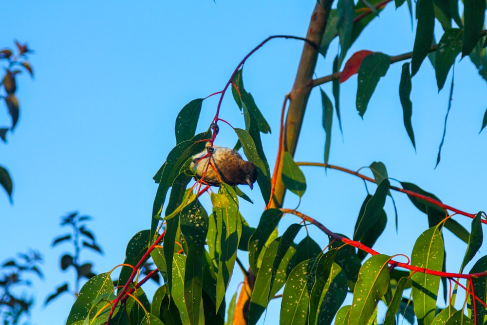 a bird sitting on a branch of a tree