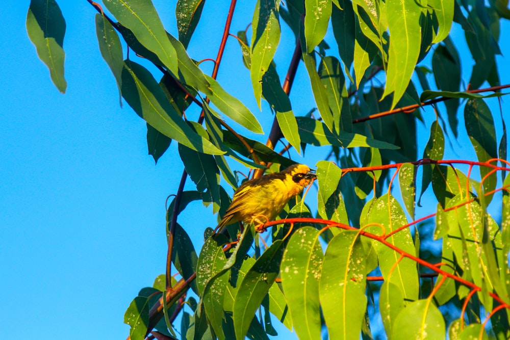 a small yellow bird perched on a tree branch