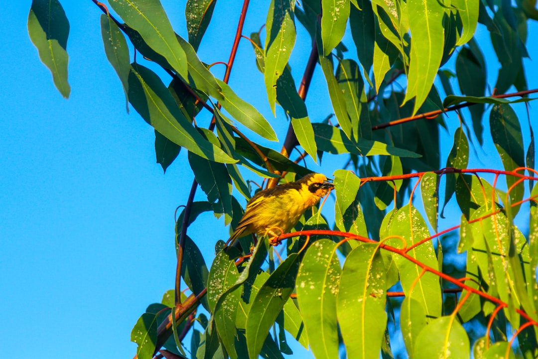 a small yellow bird perched on a tree branch, A black and yellow bird perched on a plant feeding on a leaf.