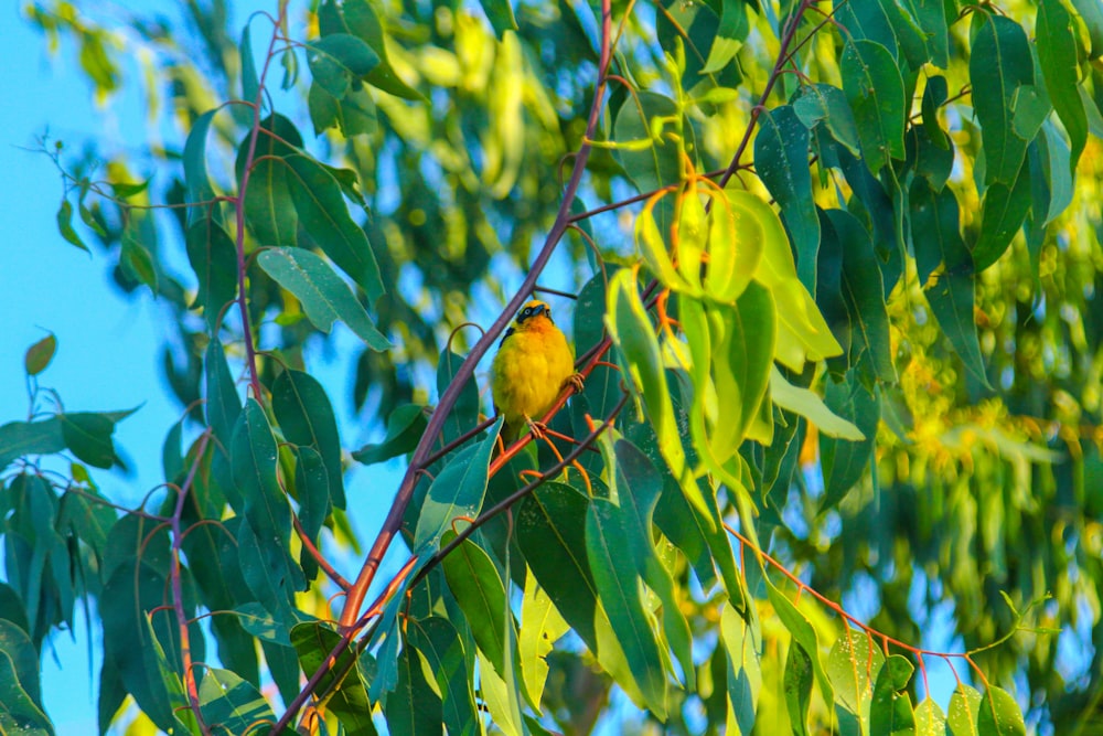 a small yellow bird perched on a tree branch