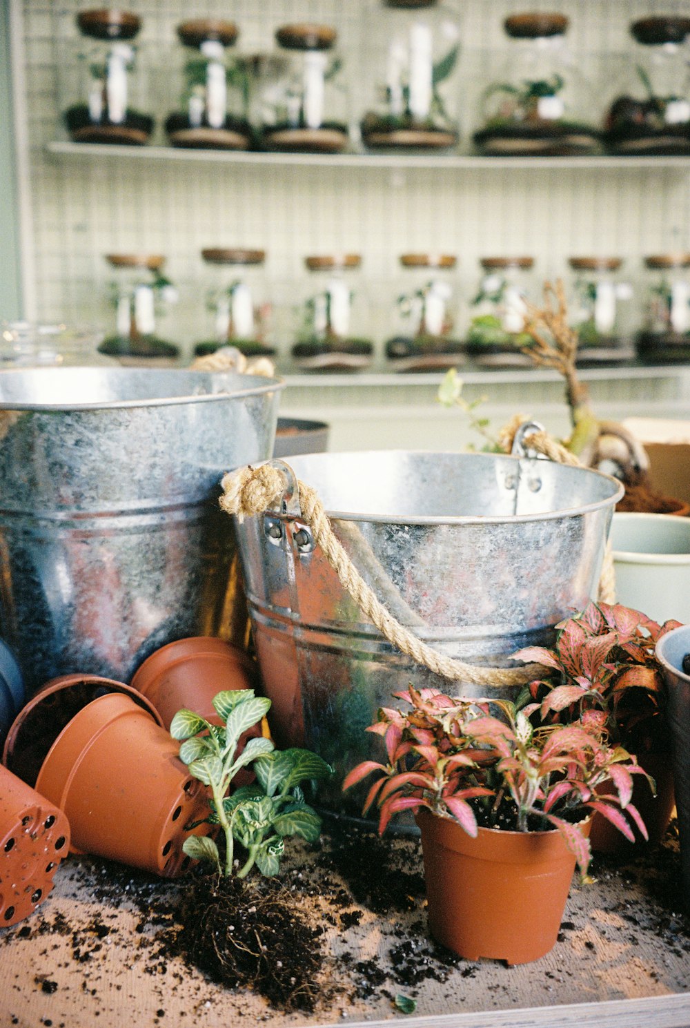 um monte de vasos de plantas sentados em cima de uma mesa