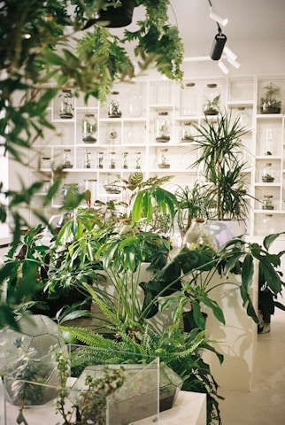 a room filled with lots of different types of plants