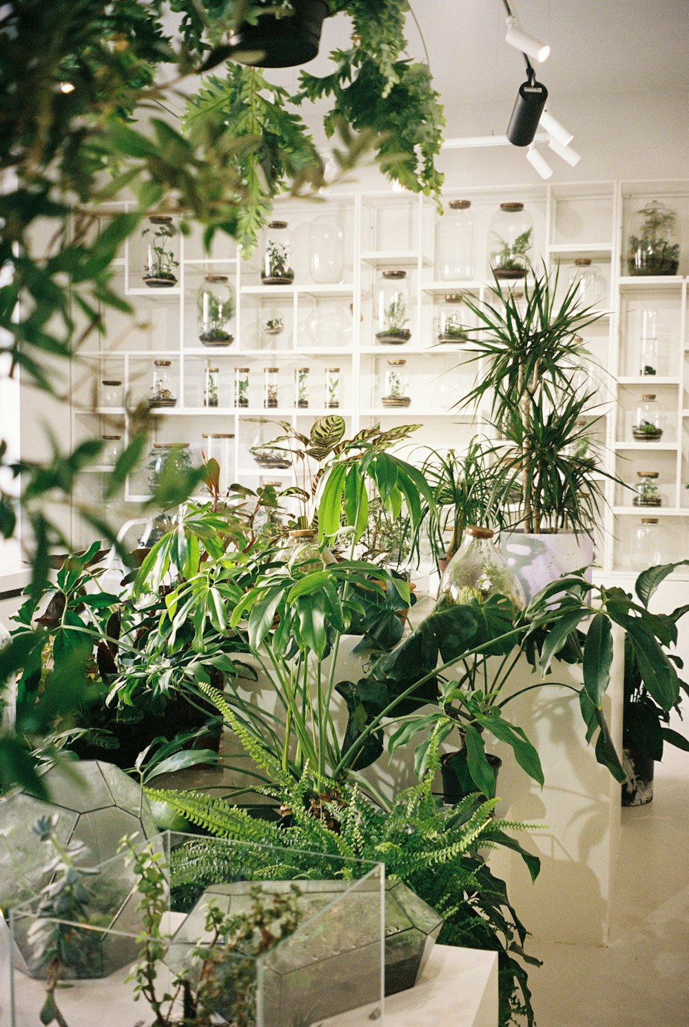 Una stanza piena di molti tipi diversi di piante