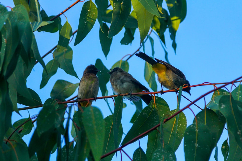 a couple of birds sitting on top of a tree branch