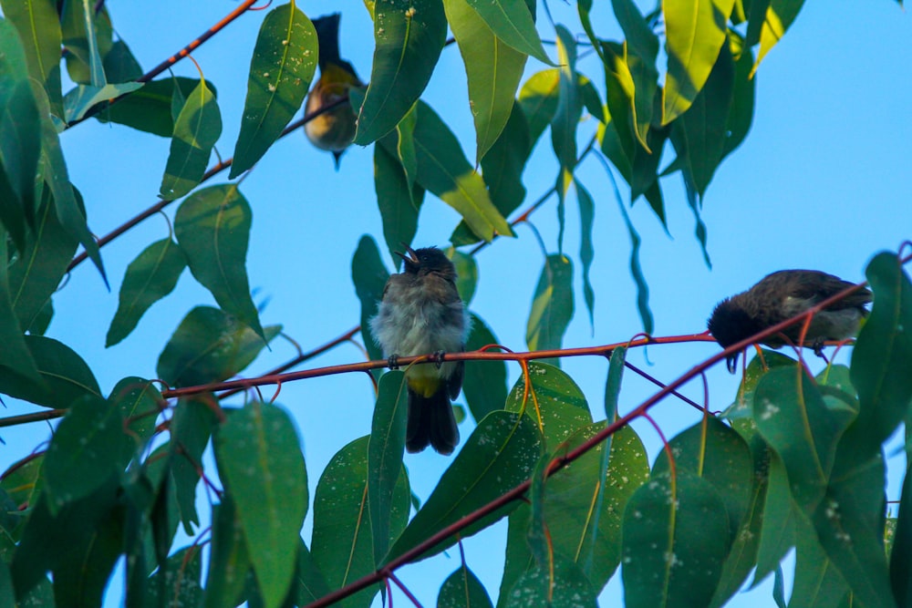 a couple of birds sitting on top of a tree branch