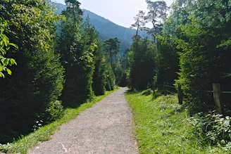 A narrow forest trail winding through dense pine woods, inviting travelers to explore deeper into nature.