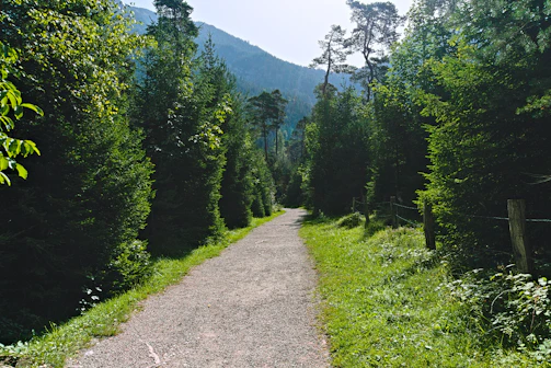 A narrow forest trail winding through dense pine woods, inviting travelers to explore deeper into nature.