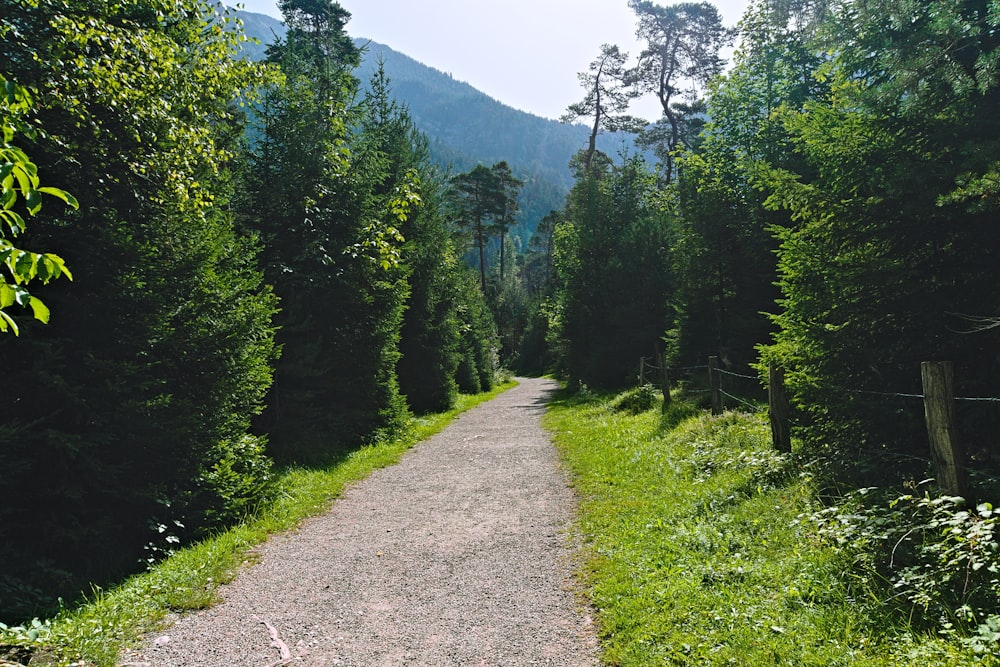 a dirt path in the middle of a forest