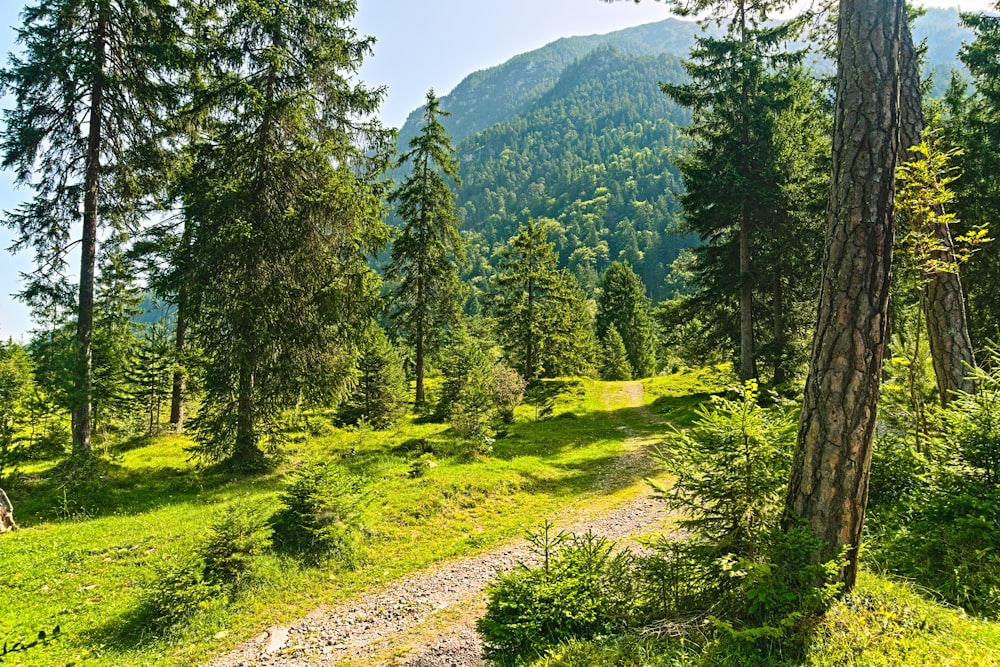 a dirt path in the middle of a forest