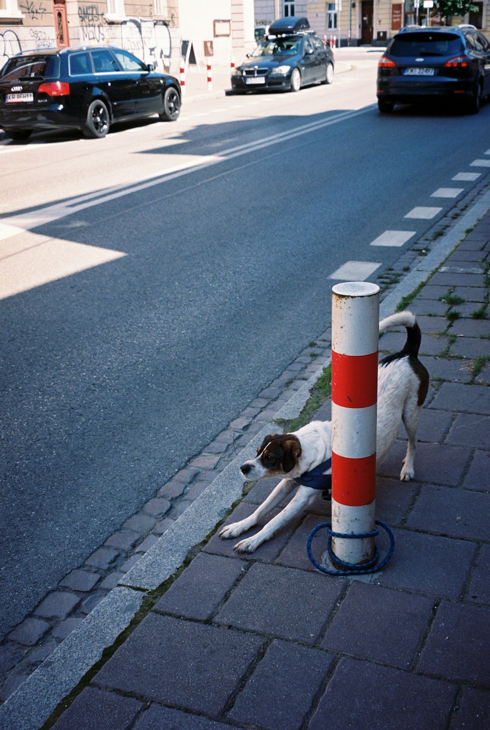 a dog laying on the side of a road next to a traffic cone