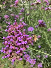 Close-up of a bee gathering nectar from vibrant purple flowers in the garden.