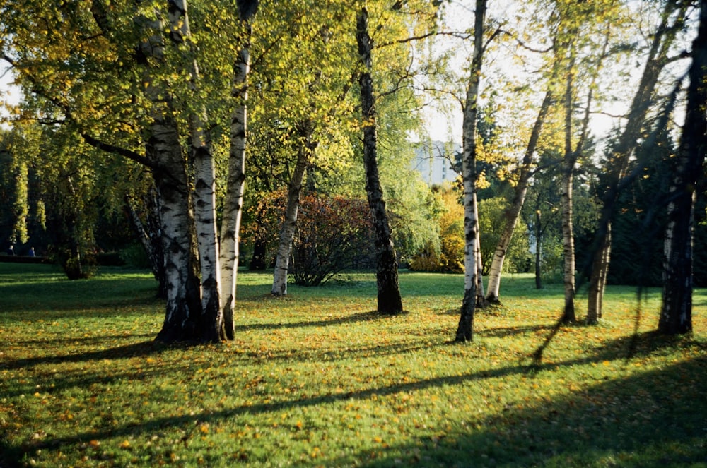 un champ herbeux avec des arbres et de l’herbe en arrière-plan