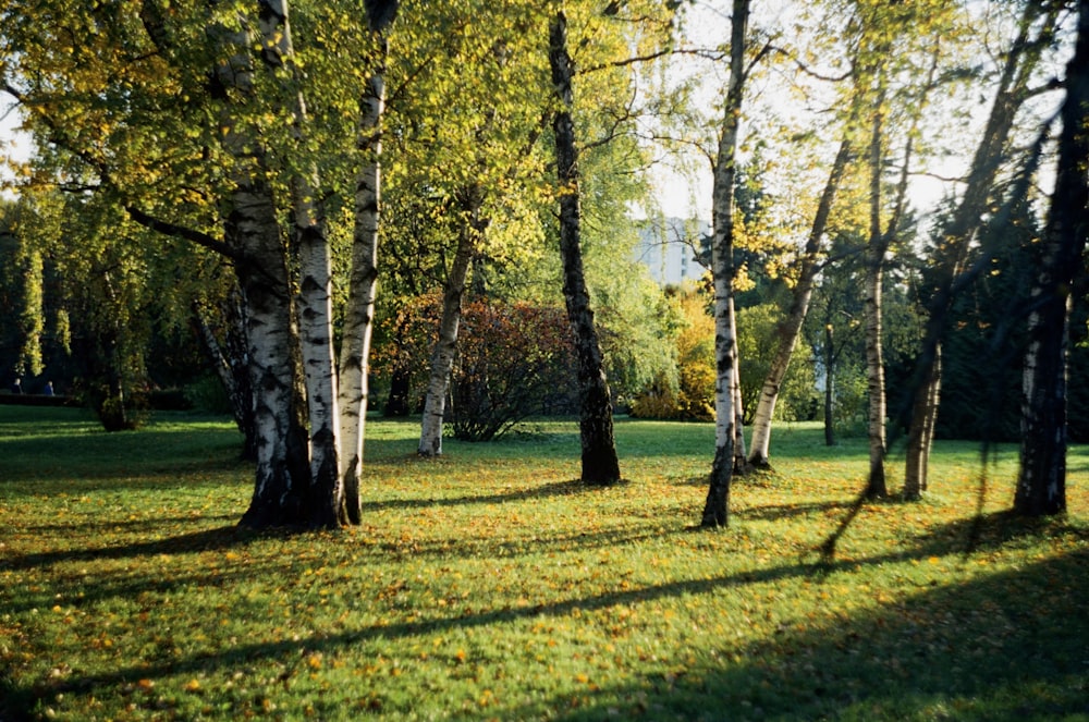 ein grasbewachsenes Feld mit Bäumen und Gras im Hintergrund