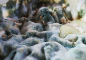 A close-up view of a moldy surface, featuring various shades of blue, green, and white with a fuzzy texture. The mold creates an uneven pattern, and there is an area with a glossy, yellowish substance.