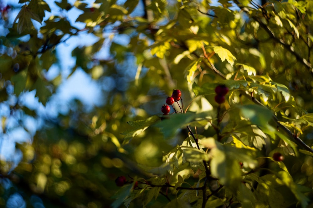 a couple of cherries hanging from a tree