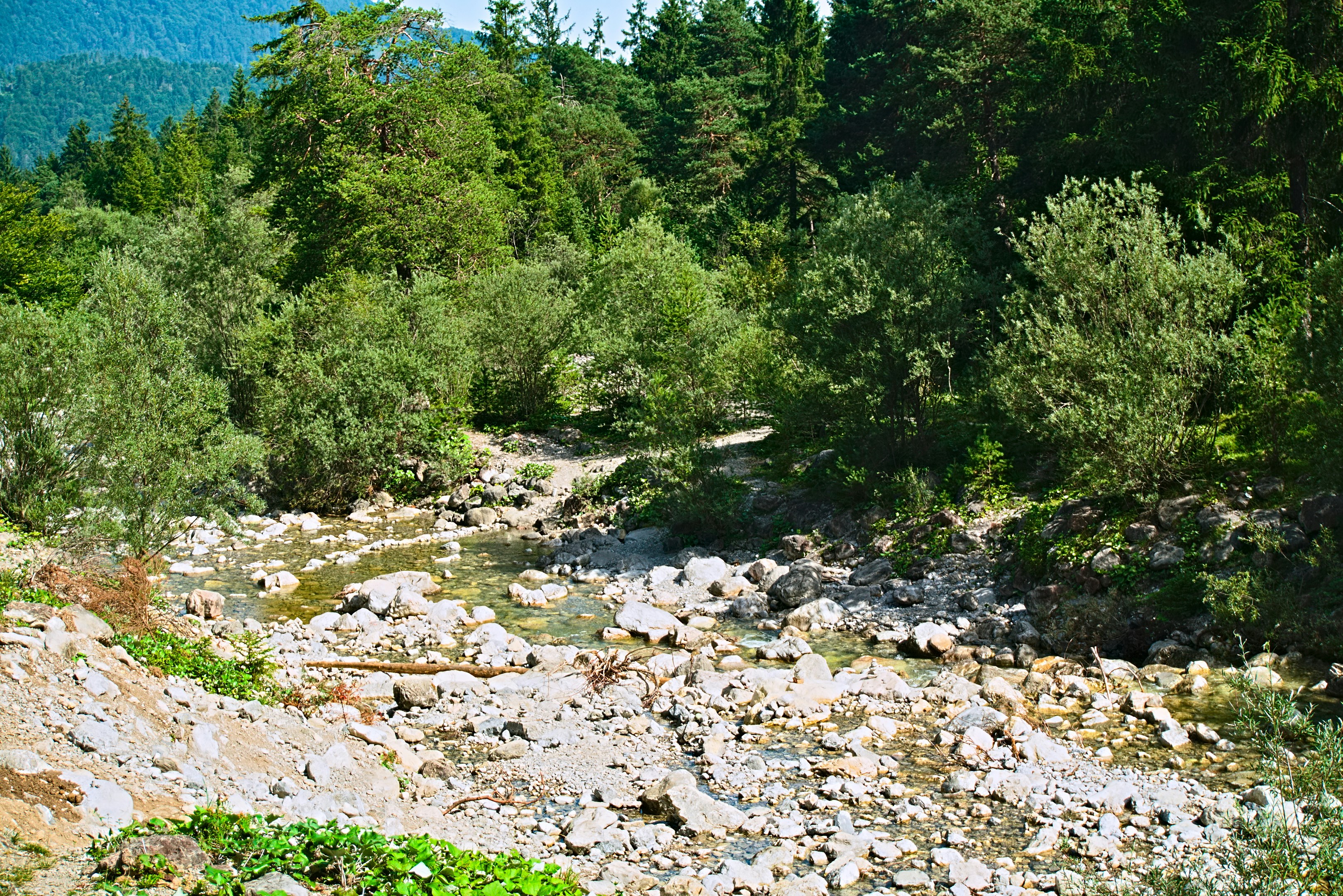 a river running through a lush green forest