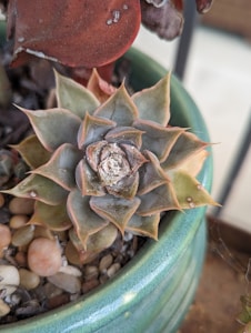 Lovely Green Succulent