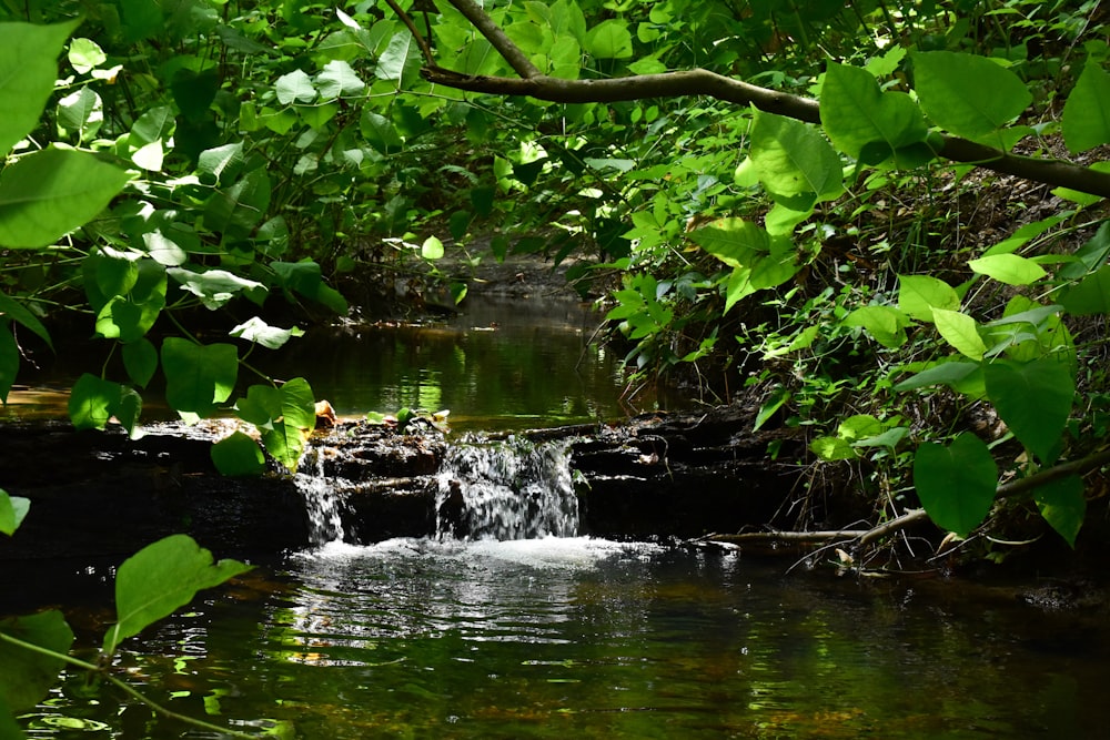 a stream running through a lush green forest