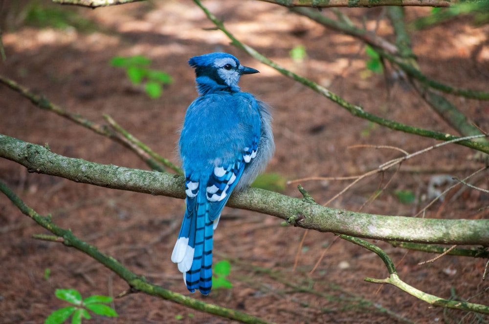 a blue bird perched on a tree branch