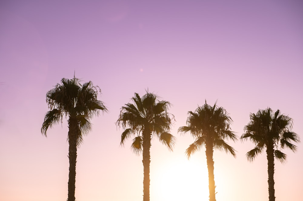 a group of palm trees in front of a purple sky