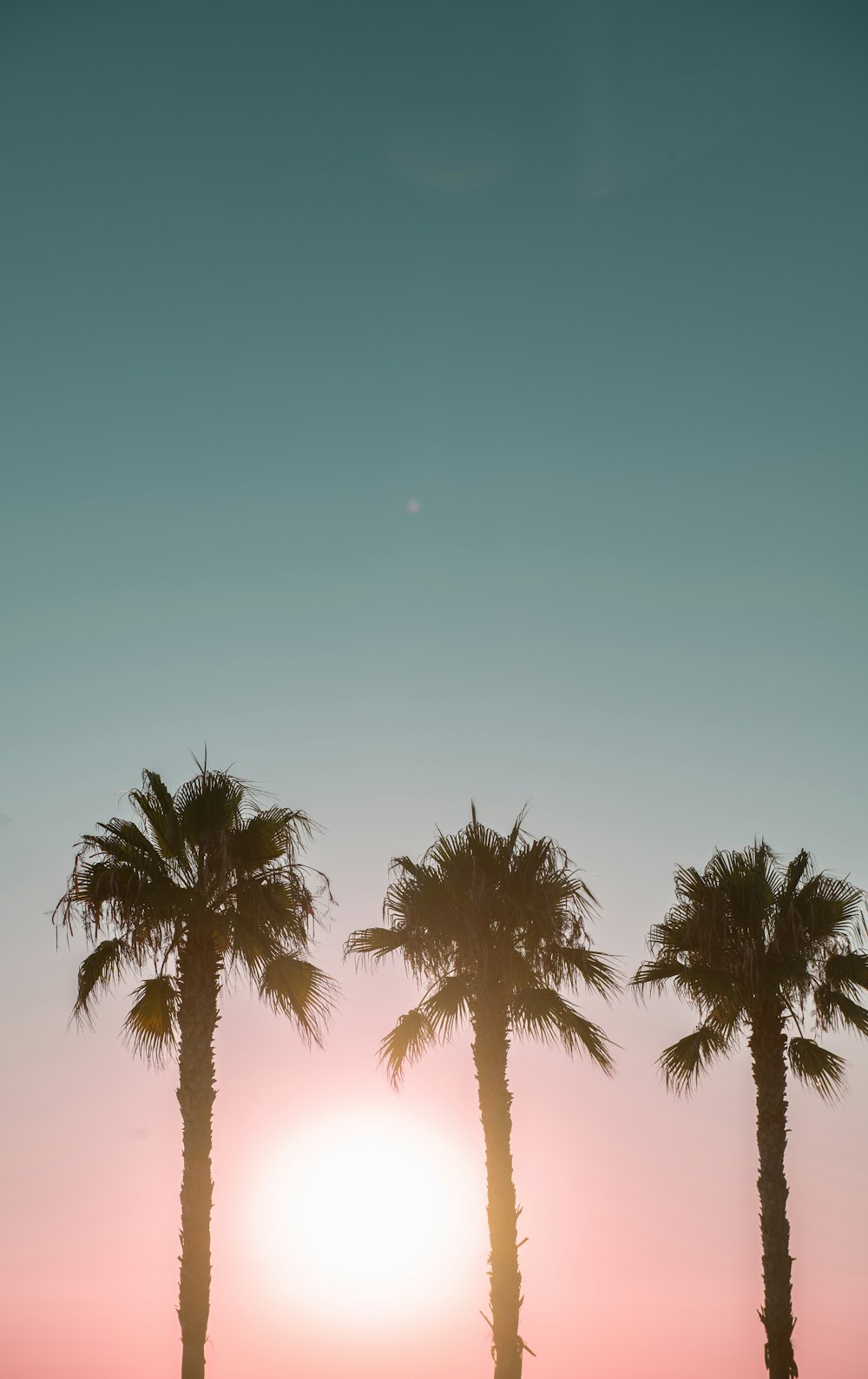 a couple of palm trees sitting next to each other