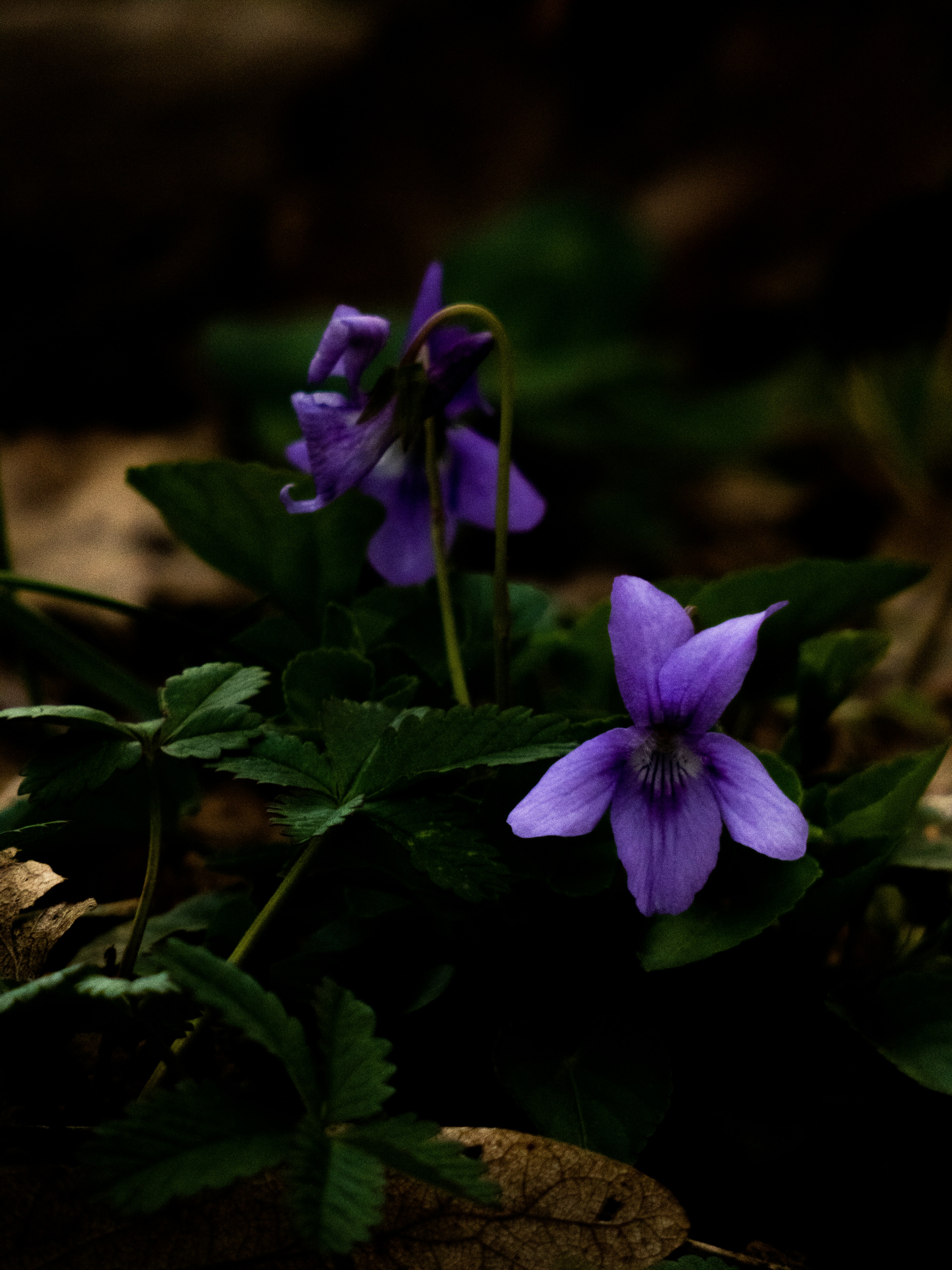 Photo by justmeandcamera