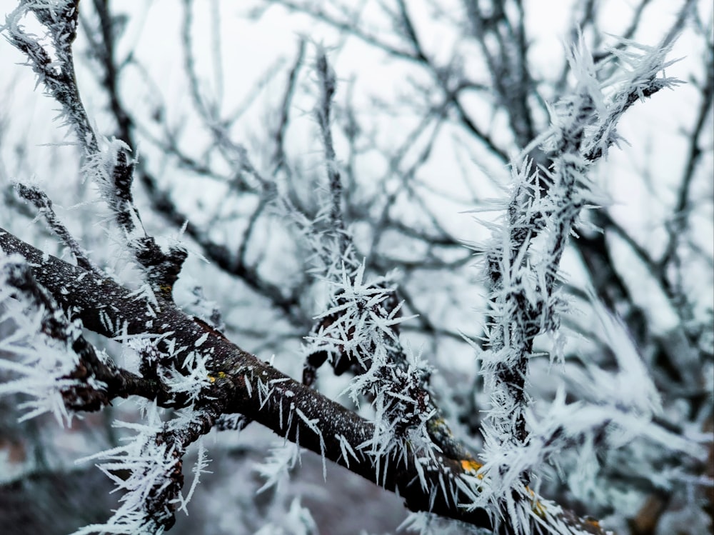 a close up of a tree with ice on it