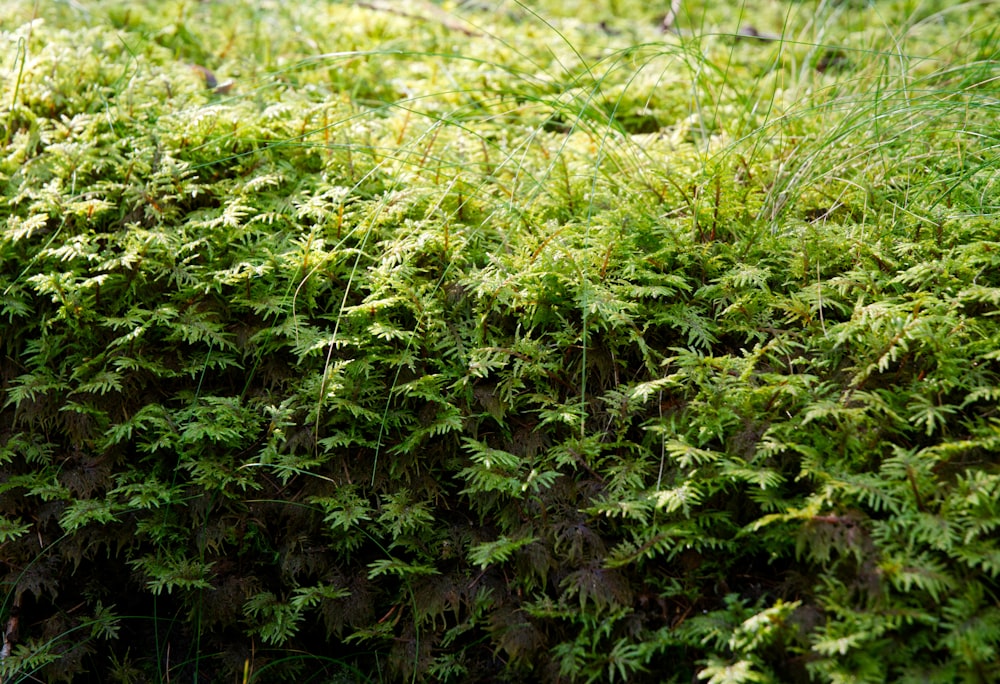 a close up of a green mossy surface