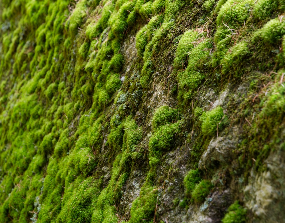a moss covered wall with small green plants growing on it